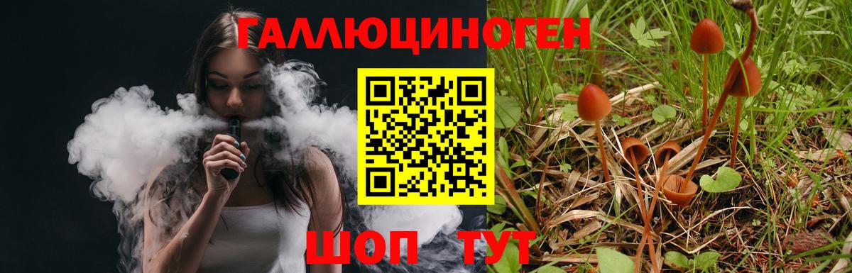 Псилоцибиновые грибы Psilocybine cubensis Апатиты
